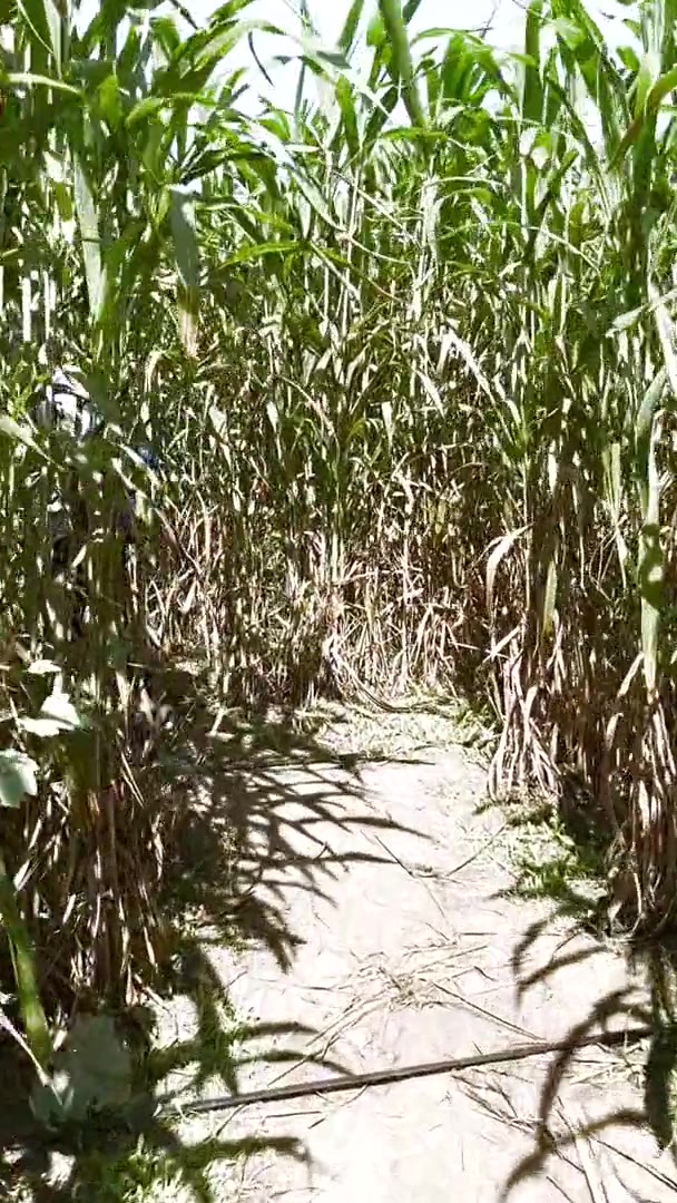 Corn Maze の動画